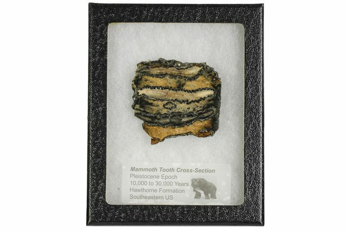 Mammoth Molar Slice With Case - South Carolina #106501